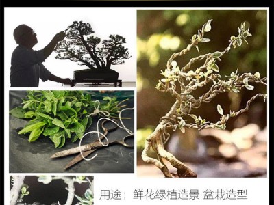 軟鋁絲盆景捆綁鋁絲鋁線DIY手工盆景公園綠植造型用園藝?yán)変X絲